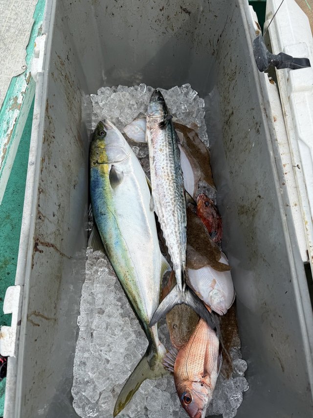 タイ(マダイ)・サワラ