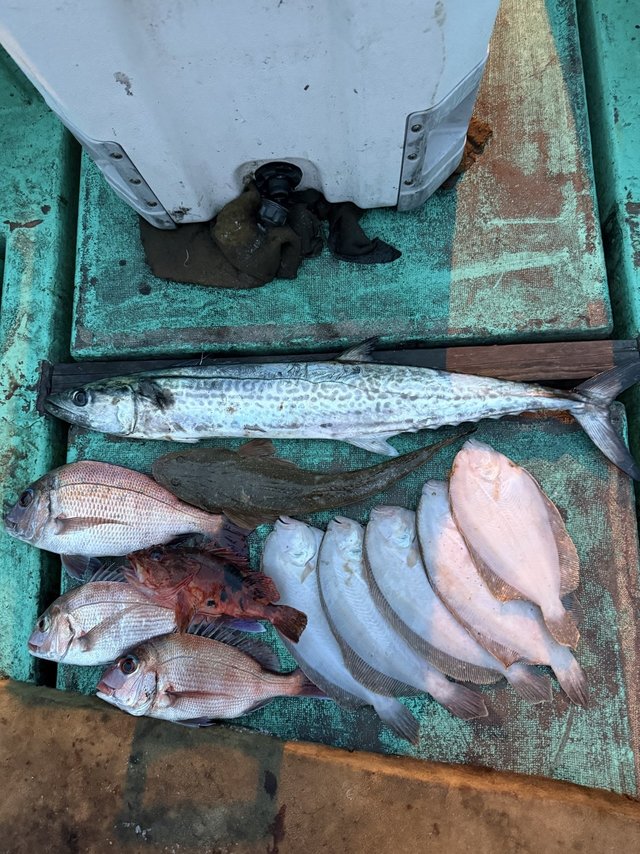 タイ(マダイ)・サワラ・ガンゾウヒラメ(ガンゾウビラメ)