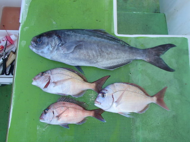 マダイ・メダイ