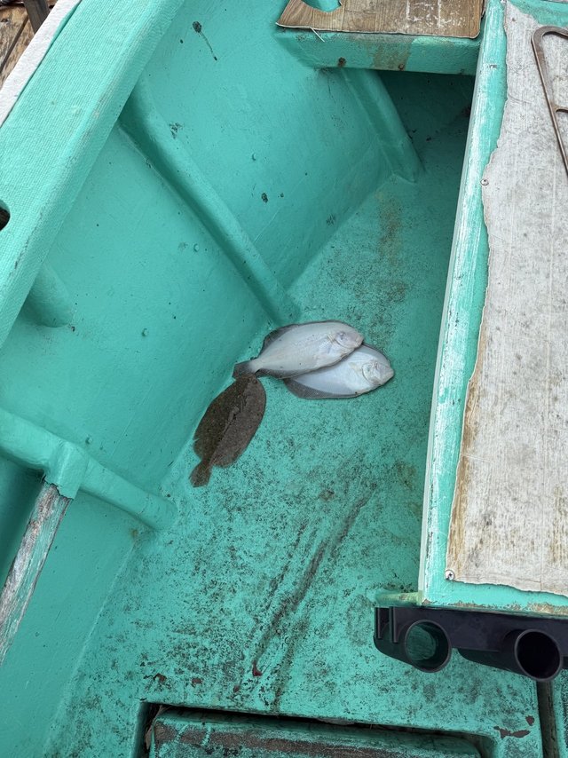 ガンゾウヒラメ(ガンゾウビラメ)