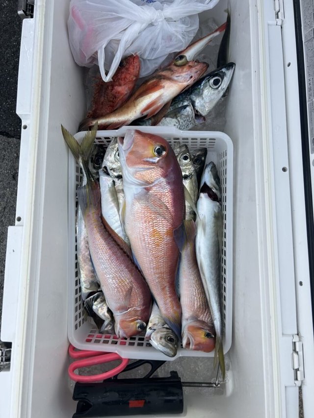 アマダイ(アカアマダイ)