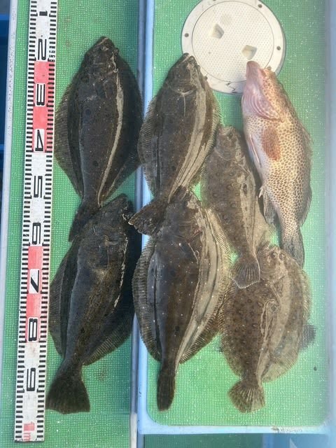 オオモンハタ・ヒラメ・ガンゾウビラメ