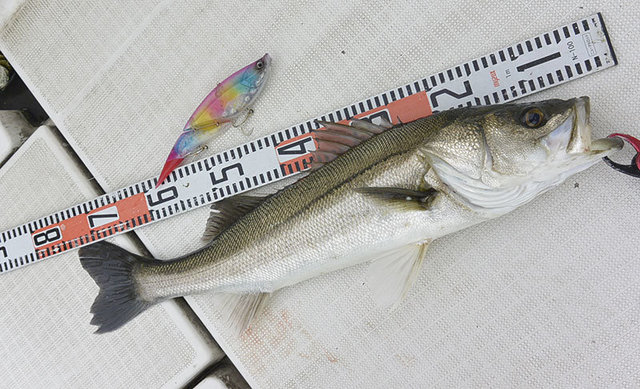 シーバス(スズキ)