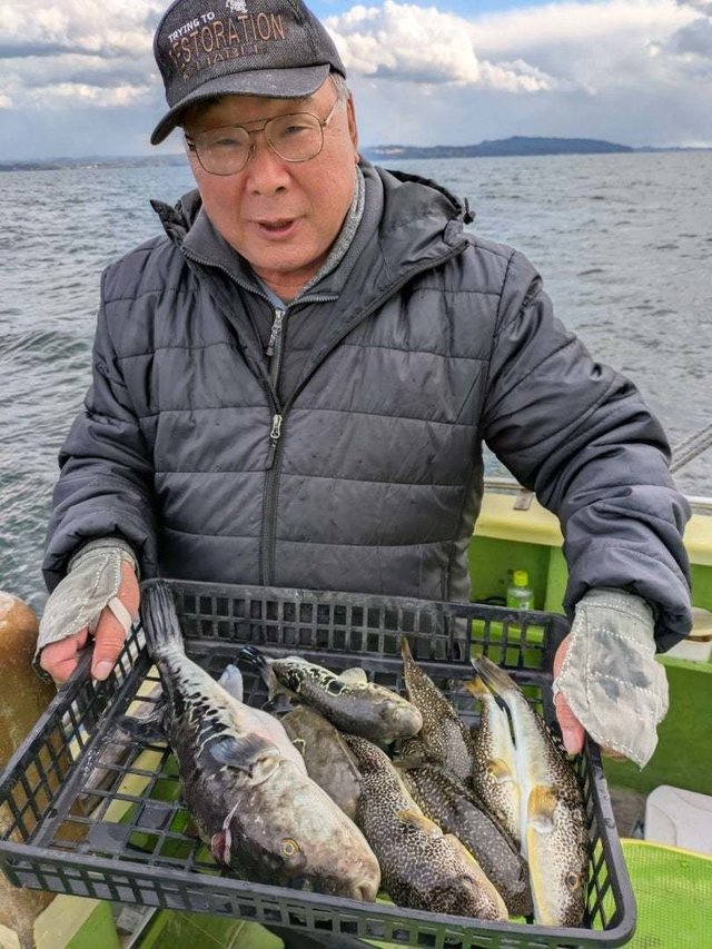 トラフグ・ショウサイフグ