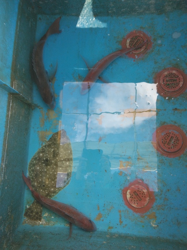 マダイ・ヒラメ