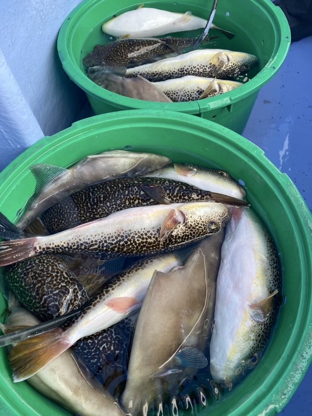 ショウサイフグ