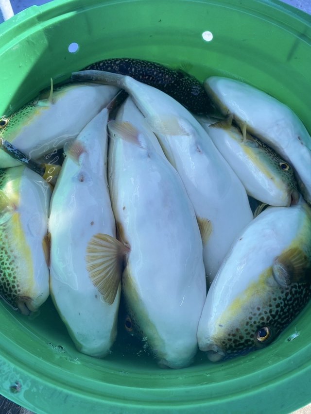 ショウサイフグ