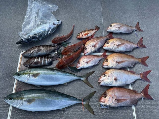 マダイ・マハタ・ブリ・ホウボウ