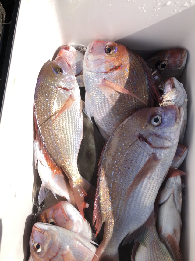 ハナダイ(チダイ)