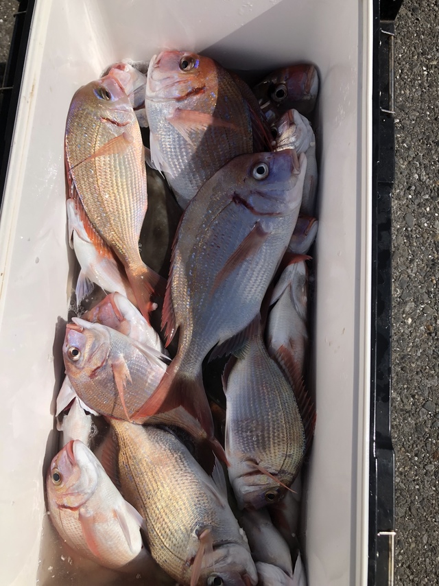 ハナダイ(チダイ)