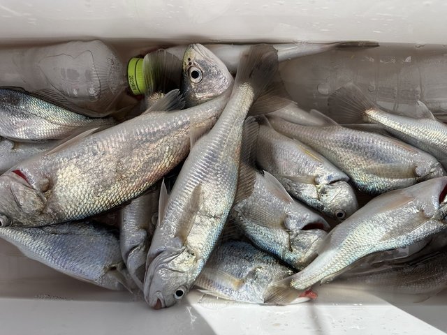 イシモチ(シログチ)