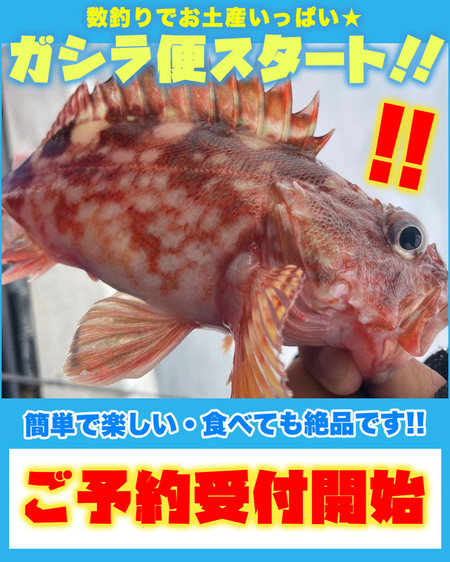 ガシラ(カサゴ)