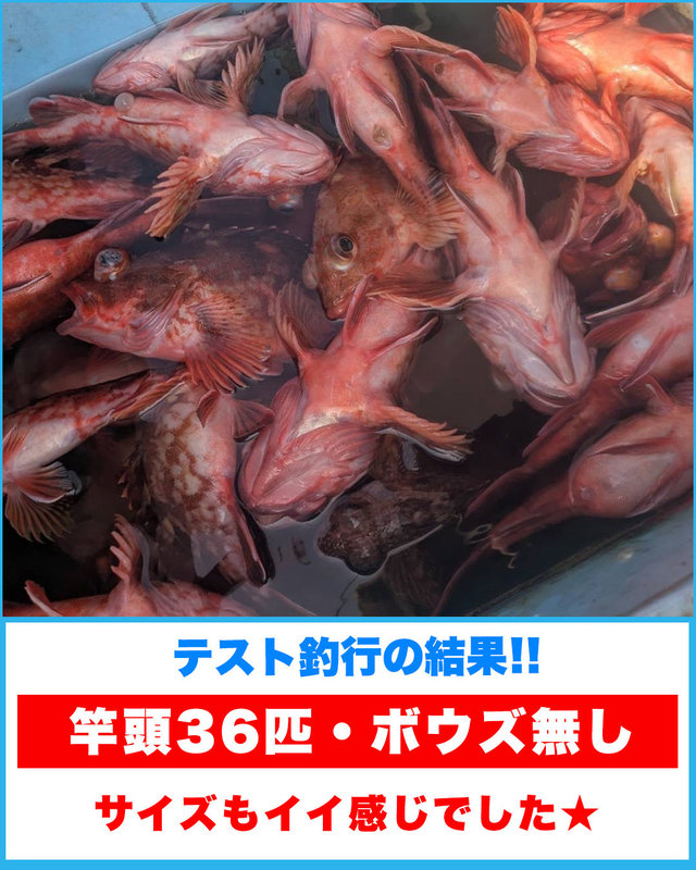 ガシラ(カサゴ)