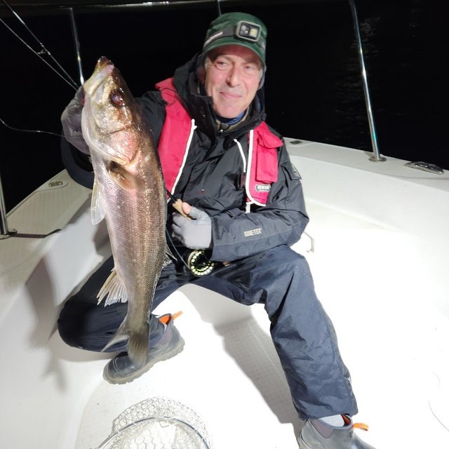 シーバス(スズキ)