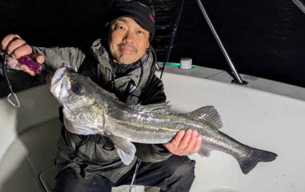 シーバス(スズキ)