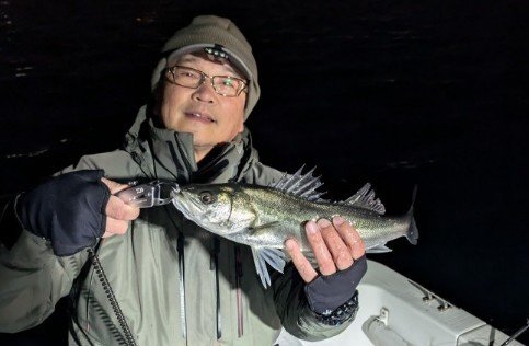 シーバス(スズキ)