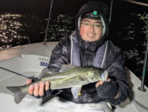 シーバス(スズキ)