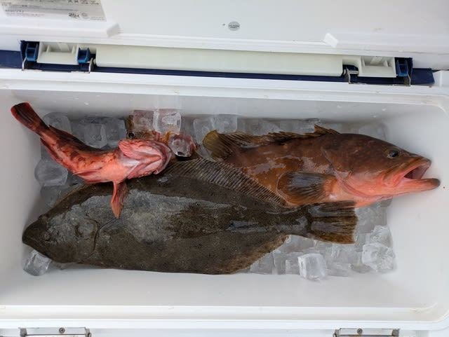 キジハタ・カサゴ・ヒラメ