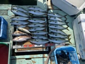 マダイ・マアジ・ハマチ(ブリ)