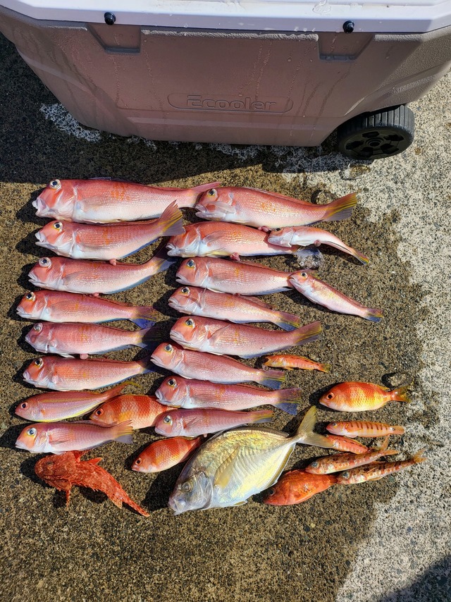 アマダイ(アカアマダイ)