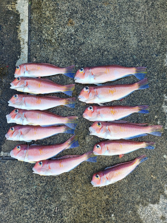 アマダイ(アカアマダイ)