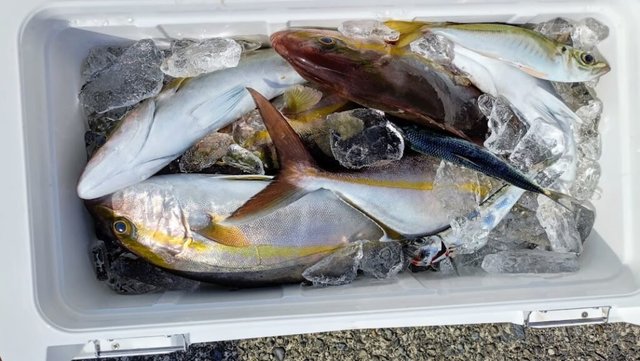 ネイリ(カンパチ)