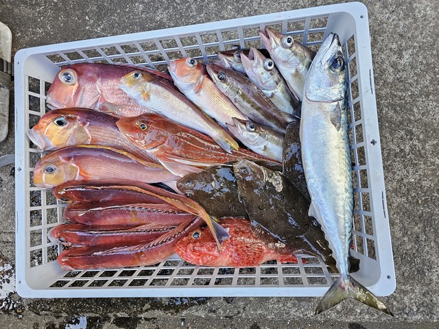 アマダイ(アカアマダイ)