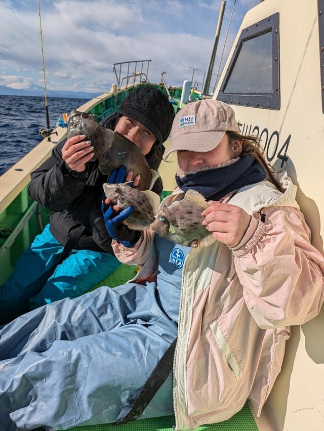 カワハギ・ウマヅラハギ