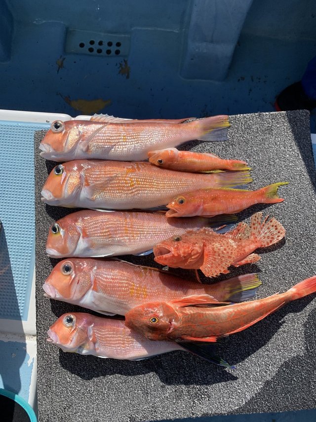 アマダイ(アカアマダイ)