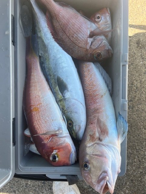 マダイ・イナダ(ブリ)・アマダイ(アカアマダイ)・シロアマダイ