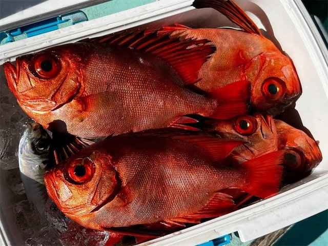 チカメキントキ