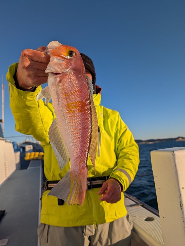 アマダイ(アカアマダイ)