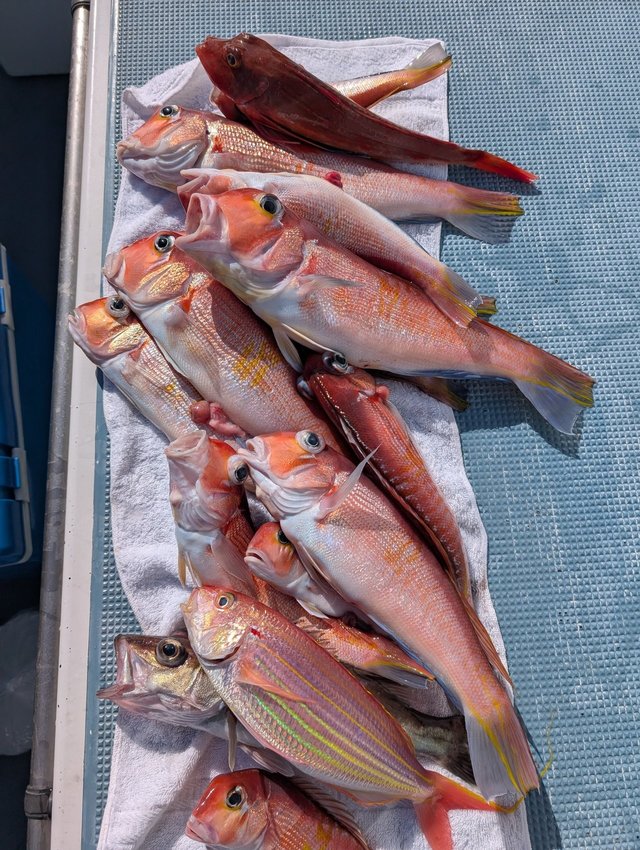 アマダイ(アカアマダイ)