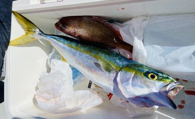 マダイ・イナダ(ブリ)