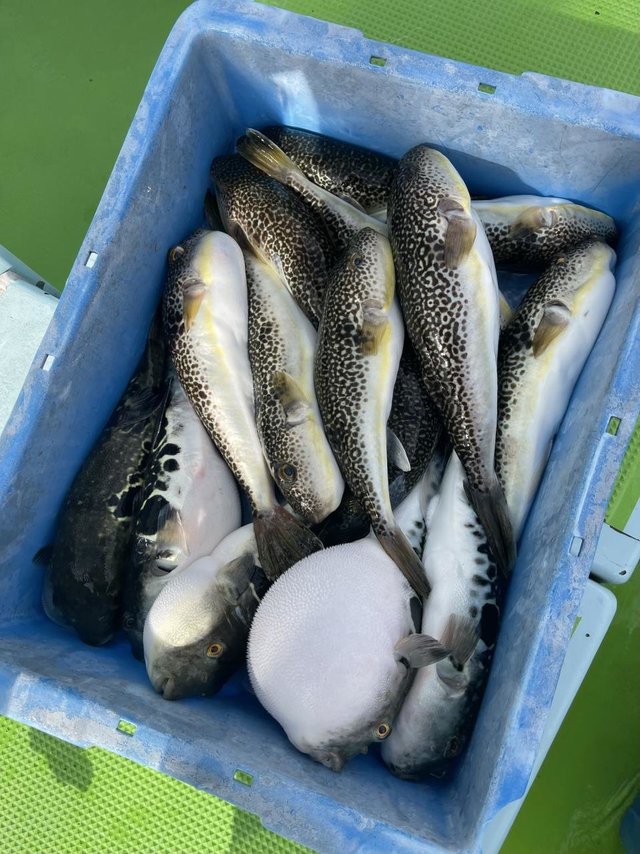 フグ(トラフグ)・フグ(ショウサイフグ)