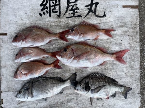 マダイ・クロダイ