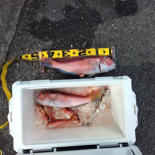 アマダイ(アカアマダイ)・タマガシラ・ヒメコダイ