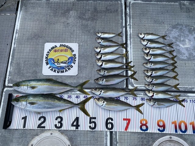 アジ(マアジ)・ハマチ(ブリ)