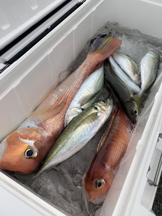 アラ・アジ(マアジ)・アマダイ(アカアマダイ)・サバ(マサバ)