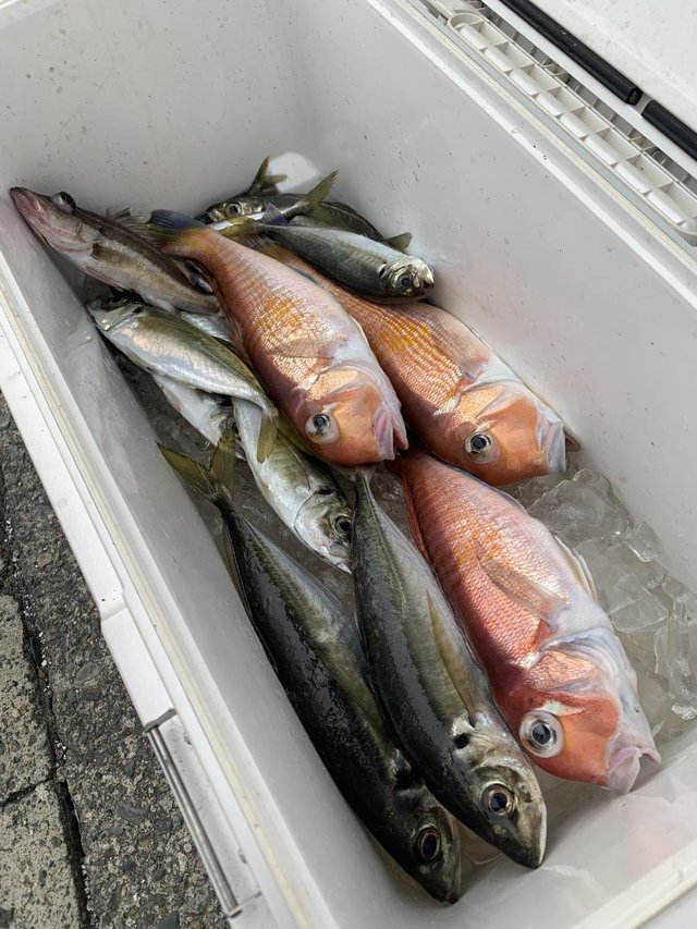 アラ・アジ(マアジ)・アマダイ(アカアマダイ)・サバ(マサバ)