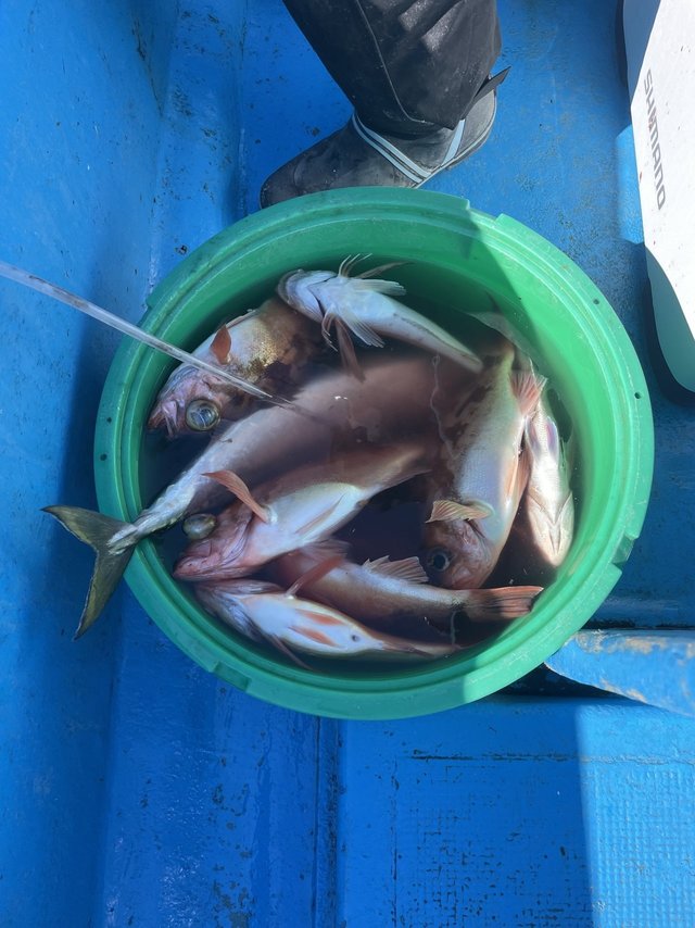 マダイ・メバル