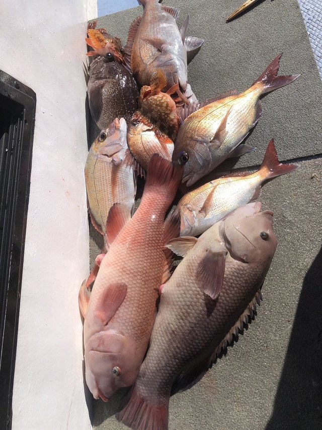 マダイ・カサゴ