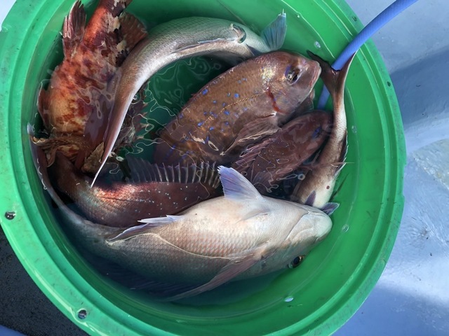 マダイ・カサゴ