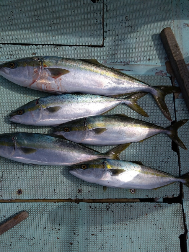 ハマチ(ブリ)・メジロ(ブリ)