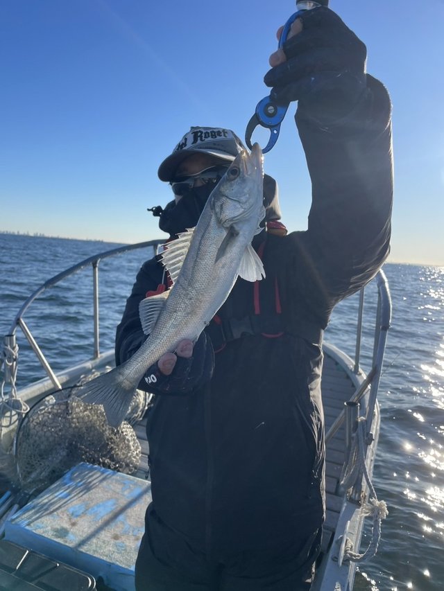 シーバス(スズキ)