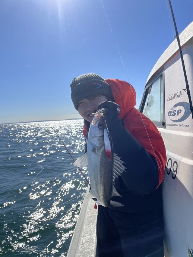 シーバス(スズキ)