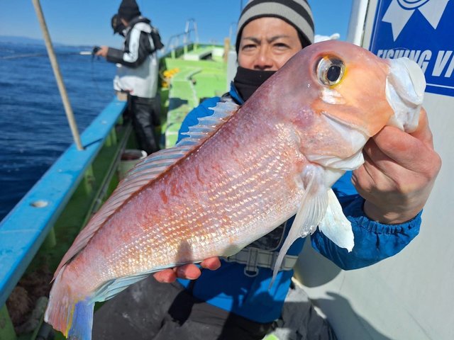 アマダイ(アカアマダイ)