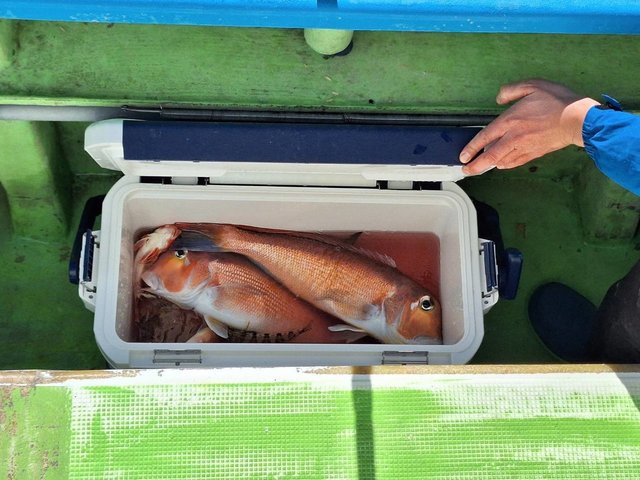 アマダイ(アカアマダイ)