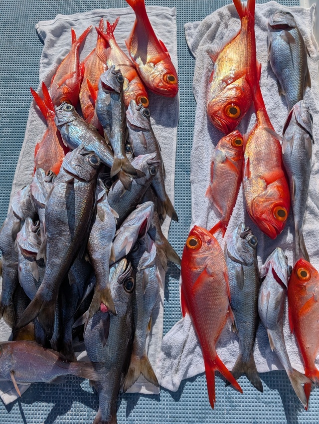 クロムツ・キンメダイ