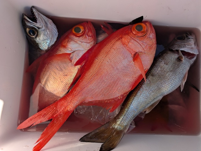 クロムツ・キンメダイ